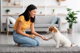 Budget Pet Care